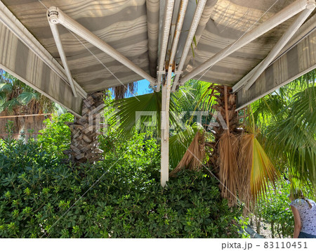 Close up on palm leaves against blue sky with blurry yellow straw umbrellas in the background with copy space 83110451