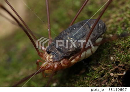 オオナミザトウムシ 83110667