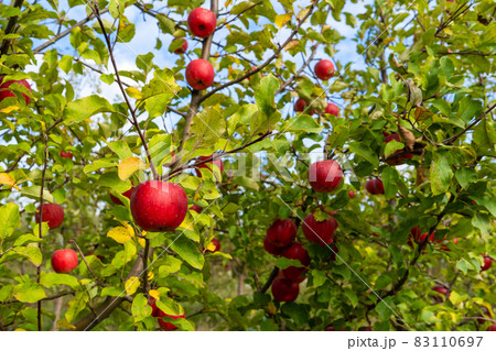 A full garden of beautiful red ripe apples A full garden of beautiful red ripe apples 83110697