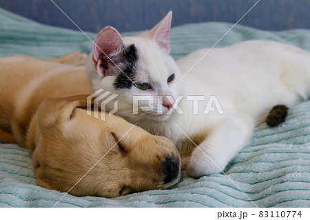 Small cute labrador retriever puppy dog and young cat on a bed. Friendship of pets Small cute labrador retriever puppy dog and young cat on a bed. Friendship of pets 83110774