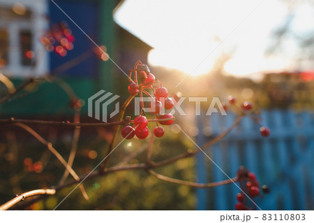 autumn background with red berries on branches in the garden autumn background with red berries on branches in the garden 83110803