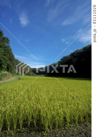 実りの秋の狭山丘陵 青空の稲刈りのころの岸たんぼ 実りの秋の狭山丘陵 青空の稲刈りのころの岸たんぼ 83111026