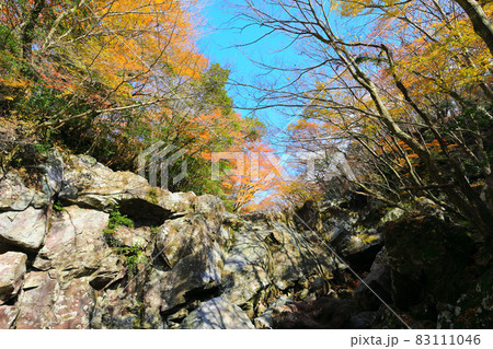 済州島 秋 紅葉 83111046