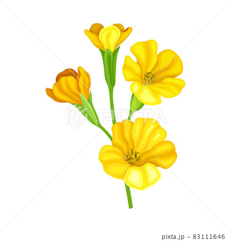 Bright Yellow Floret with Showy Petals and Stamen on Stem Closeup Vector Illustration 83111646