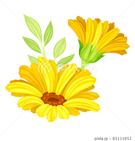 Bright Yellow Flower Bouquet with Delicate Blossom and Green Twig Vector Composition Bright Yellow Flower Bouquet with Delicate Blossom and Green Twig Vector Composition 83111652
