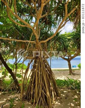 沖縄　石垣島　フサキビーチリゾート ホテル&ヴィラズ　ガジュマル 83111872