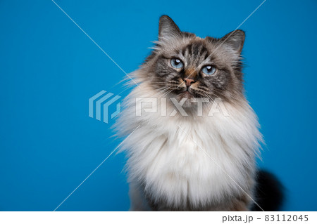 beautiful blue eyed fluffy birman cat tone on tone portrait beautiful blue eyed fluffy birman cat tone on tone portrait 83112045