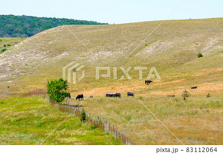 Several black cows graze on a hillside on a summer day. 83112064