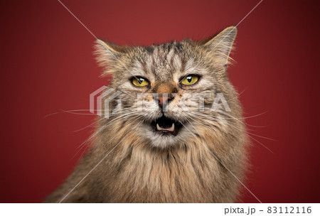 fluffy cat with yellow eyes making funny face meowing on red background fluffy cat with yellow eyes making funny face meowing on red background 83112116