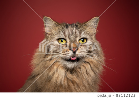 fluffy cat with yellow eyes sticking out tiny tongue on red background fluffy cat with yellow eyes sticking out tiny tongue on red background 83112123