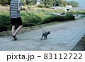 犬の散歩 83112722