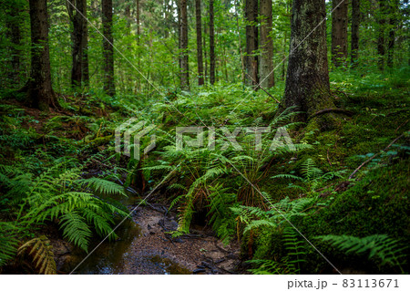 A small stream in the coniferous forest. 83113671