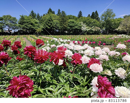初夏の花畑 初夏の花畑 83113786