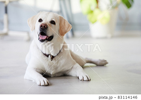 Portrait of White Labrador Dog Indoors 83114146