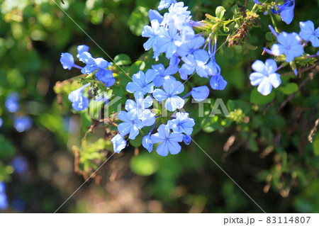 ルリマツリの花 ルリマツリの花 83114807