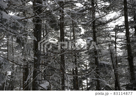 北八ヶ岳の景色　冬の蓼科山の針葉樹林 83114877