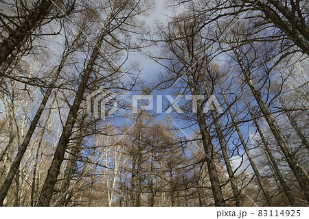 八ヶ岳の景色 蓼科山の針葉樹林 八ヶ岳の景色 蓼科山の針葉樹林 83114925
