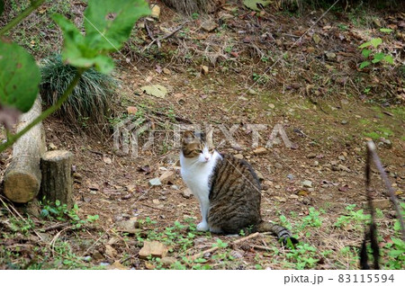 山道で座っていた猫　キジトラ　野良猫　秋の日 83115594
