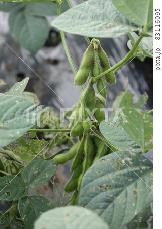 畑で実っている枝豆【10月中旬】 83116095