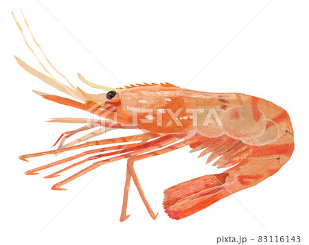 ボタン海老右向き_リアルタッチ_横 ボタン海老右向き_リアルタッチ_横 83116143