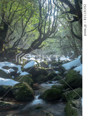 屋久島白谷雲水峡の森(2月)雪と霧と木漏れ日に映える渓谷 83116392