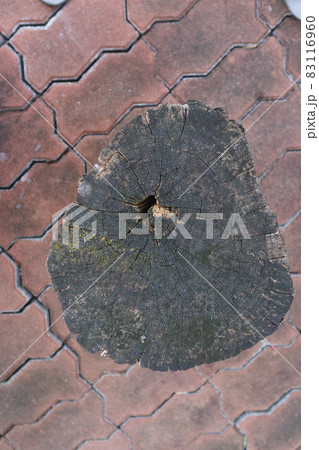 Stump of tree texture background or Wood cross section background. Stump of tree texture background or Wood cross section background. 83116960
