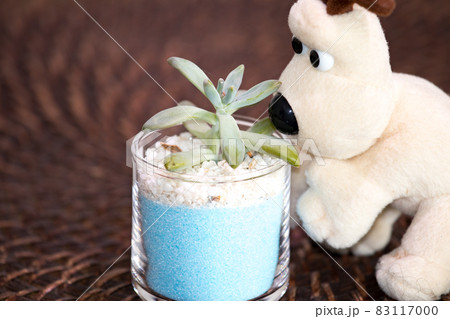 多肉植物・秋麗と犬のぬいぐるみのテーブルフォト 83117000