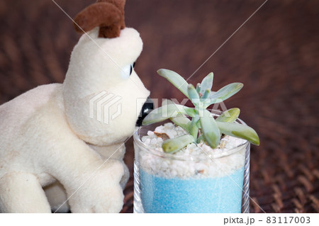 多肉植物・秋麗と犬のぬいぐるみのテーブルフォト 83117003