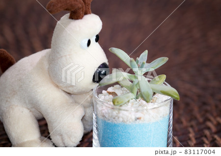 多肉植物・秋麗と犬のぬいぐるみのテーブルフォト 83117004