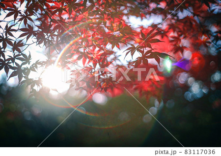 平岡樹芸センターの紅葉 平岡樹芸センターの紅葉 83117036