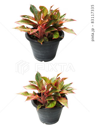 House Plant isolated on white background 83117335