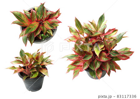 House Plant isolated on white background 83117336