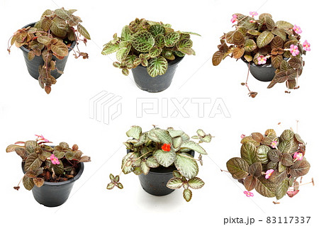 Episcia Cupreata house plants isolated on white background 83117337