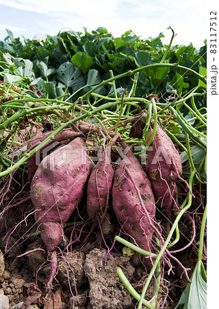 さつまいも掘り 83117512