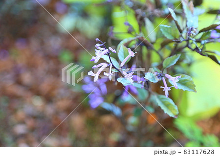 プレクトランサスの花 83117628