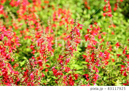 サルビアコネクシアの花 レディインレッド サルビアコネクシアの花 レディインレッド 83117925