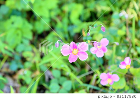 シュウメイギクの花 シュウメイギクの花 83117930