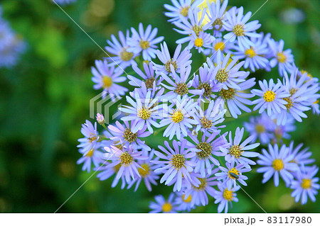 シオンの花 シオンの花 83117980