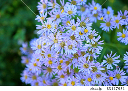 シオンの花 シオンの花 83117981