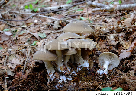 スミゾメシメジ 83117994