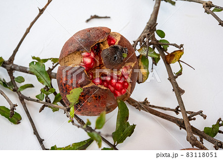 野性的なザクロ 83118051