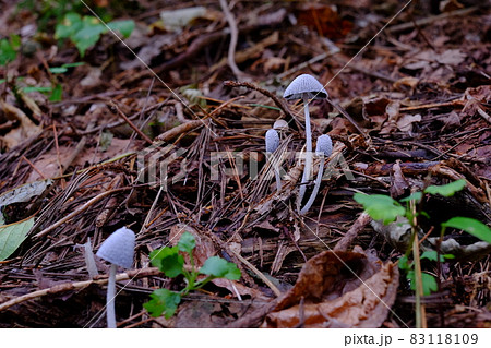 マルミザラエノヒトヨタケ? マルミザラエノヒトヨタケ? 83118109