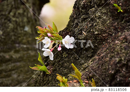 胴吹きのソメイヨシノ 胴吹きのソメイヨシノ 83118506