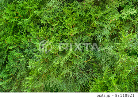 Green thuja tree background. Platycladus orientalis is an evergreen coniferous plant. Close-up image 83118921