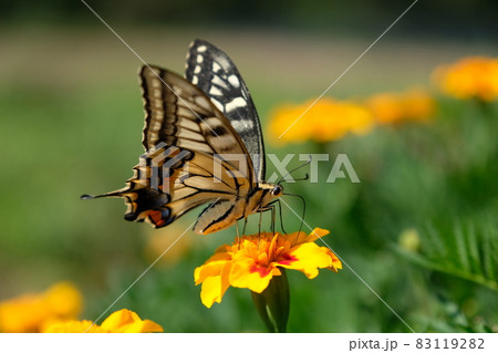 蜜を吸うアゲハ蝶とマリーゴールド 黄色 の写真素材 1192