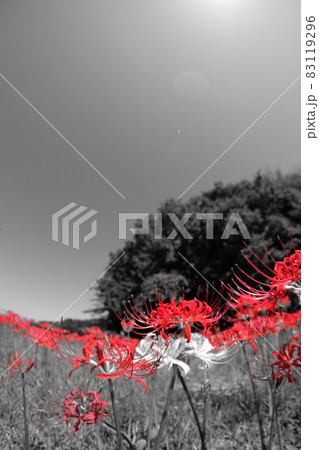彼岸花の咲く丘 83119296