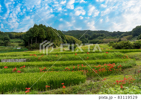 奈良県明日香村　秋の棚田の稲と彼岸花 83119529