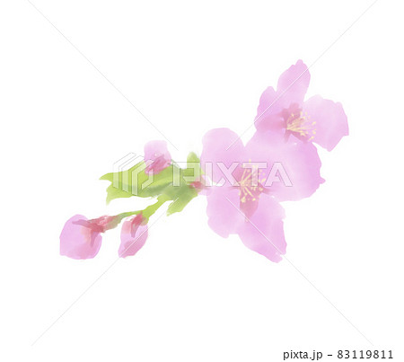 花と蕾が付いた桜の枝の水彩イラスト 83119811