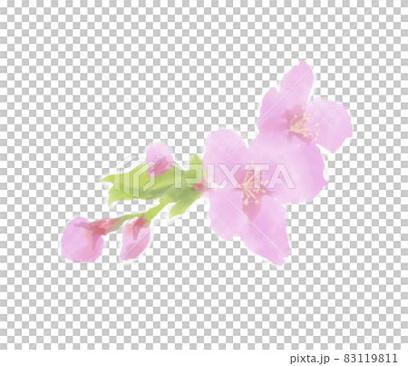 花と蕾が付いた桜の枝の水彩イラスト 83119811
