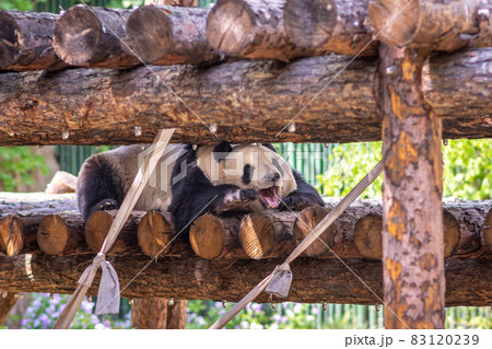 Cute Giant panda at Beijing Zoo Cute Giant panda at Beijing Zoo 83120239
